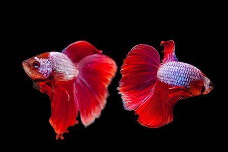 Red siamese fighting fish on a black background.の写真素材