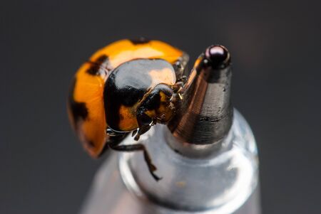 Ladybug closeup.の写真素材