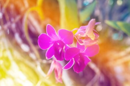 Colorful flower in the garden.の写真素材