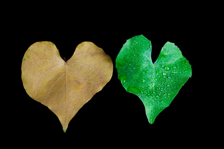 Heart shaped leaves, symbolizing love for Valentines day.