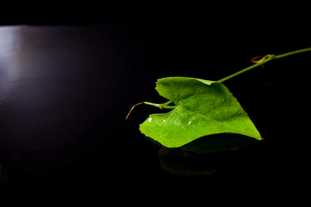 Heart shaped leaves, symbolizing love for Valentines day.の写真素材