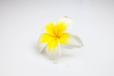 Plumeria on white background.の写真素材