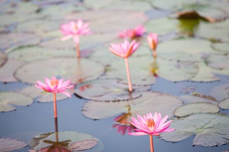 Red Lotus lake unseen in Udon Thani, Thailandの写真素材