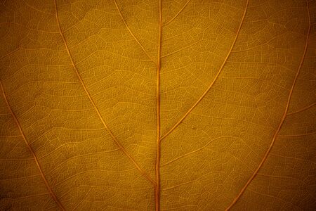 Gold surface leaves for background.の写真素材