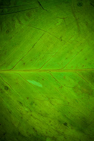 Green leaf pattern closeup background.
