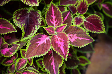 Red leaves beautiful background.の写真素材