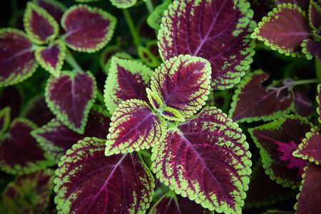 Red leaves beautiful background.の写真素材