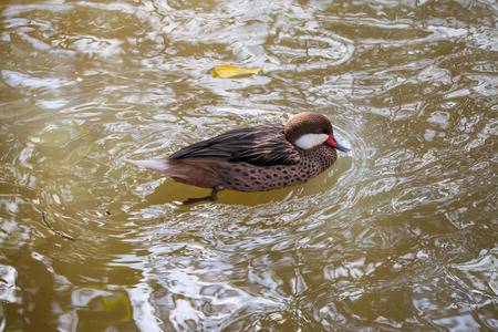 Duck slowly floating on the pond.
