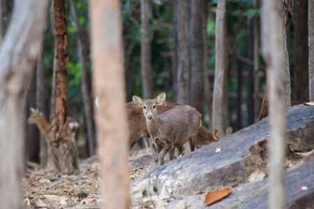 Asian Deer in the nature background.の写真素材