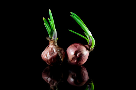 Sprouting onions on a black background.の写真素材