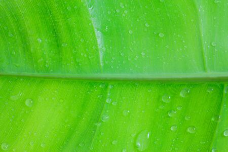 Green leaf texture for background.の写真素材