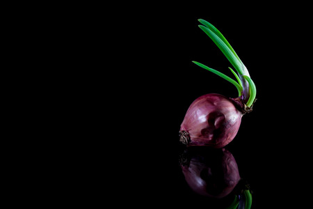 Sprouting onions on a black background.の写真素材