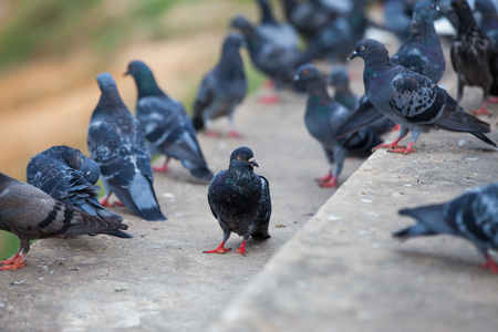 Street dove.の写真素材