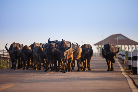 Buffaloes walking on a road in rural Thailand.の写真素材