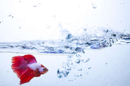 Red siamese fighting fish on a water wave and air bubbles.の写真素材