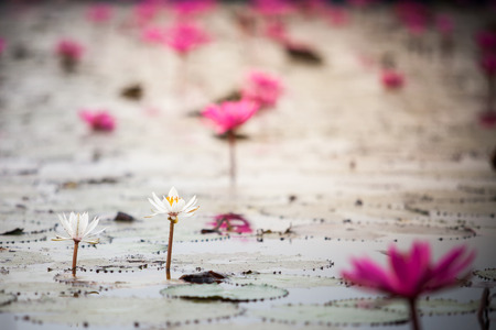 Lotusの写真素材