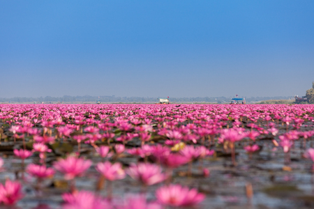 Tourist boat visiting sea of pink lotus, Red water lilies lake Unseen in Thailand.の写真素材