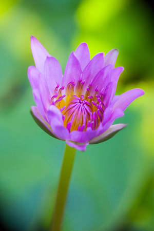 Lotus flower, Beautiful water lily.の写真素材