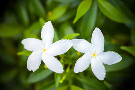 White spike flower.