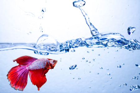 Red siamese fighting fish on a black background.