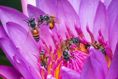 Beautiful waterlily or lotus flower with bee.
