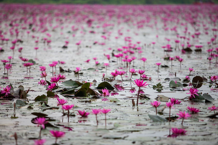 Red Lotus lake unseen in Udon Thani, Thailandの写真素材