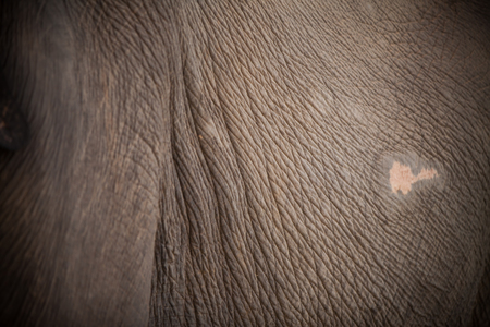 Elephant skin background.の写真素材