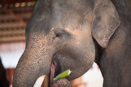 Thai elephant closeup.の写真素材
