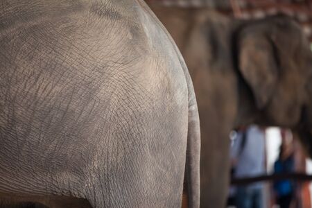 Elephant skin background.の写真素材