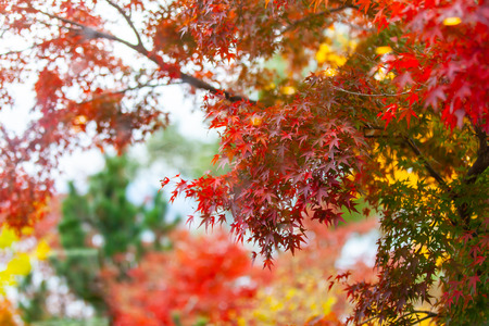 Autumn leaves a beautiful colorful tree.の写真素材