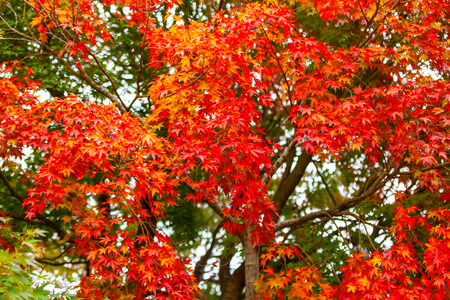 Autumn leaves a beautiful colorful tree.
