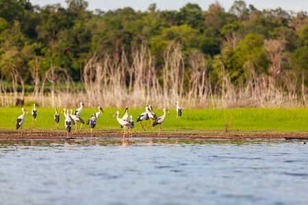Asian openbill or Asian openbill stork on trees in the nature.の写真素材