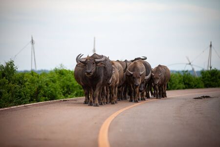 Buffalos walking on country road, Thailandの写真素材