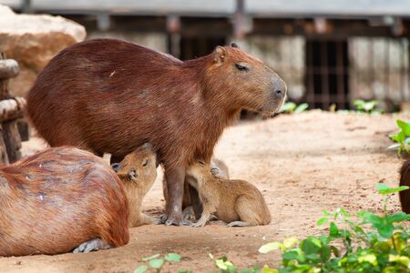 Capybara, Hydrochoerus hydrochaeris, the largest toothed rodent.の素材 [FY310132412068]