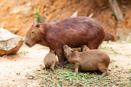 Capybara, Hydrochoerus hydrochaeris, the largest toothed rodent.の写真素材