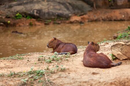 Capybara, Hydrochoerus hydrochaeris, the largest toothed rodent.