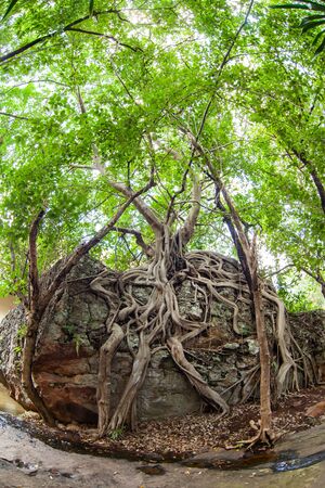Big tree with roots on the rock.