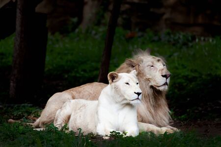 The white lion, bleached lion.の写真素材