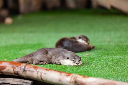 oriental small-clawed otter, Asian small-clawed otter.