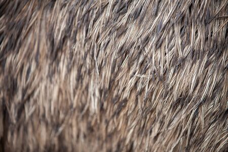 Closeup texture of emu feathers.の写真素材