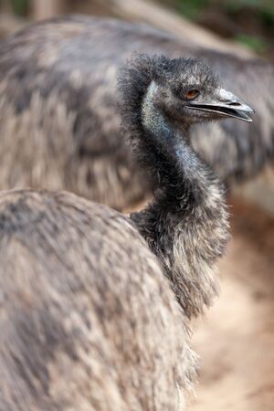 An Emu bird, Dromaius novaehollandiae.の写真素材