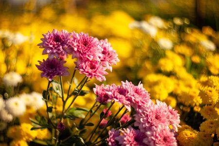 Flowers colorful in the garden soft and select select focus.の写真素材
