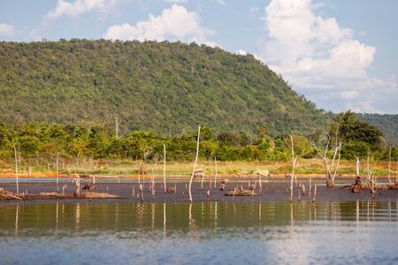 Tree stump and their reflections in the dam.の写真素材