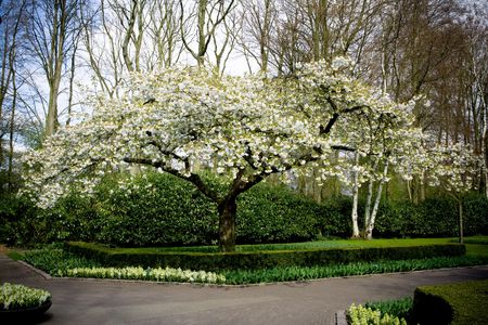 Cherry tree. Spring timeの写真素材