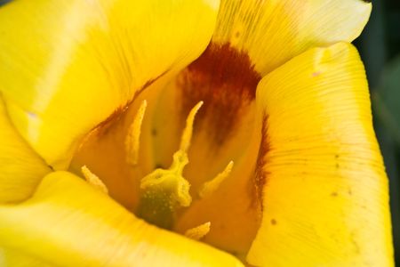 Fosteriana Tulip Yellow Empressの写真素材