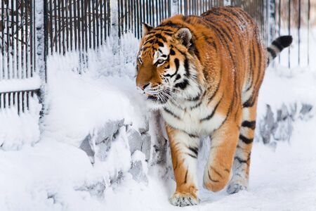 Siberian tiger walking in zoo. Winter timeの写真素材