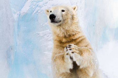 Cheerful polar bear in the Zoo, slaping in the pawsの写真素材