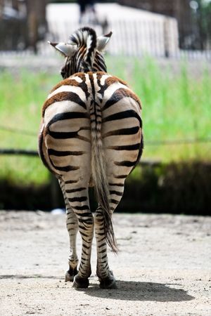 Zebra standing on the ground. Back view