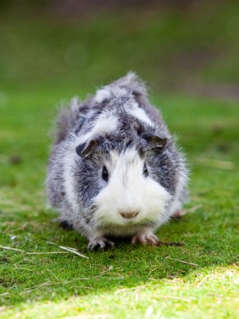 Cute grey and white cavy sitting on green grassの写真素材