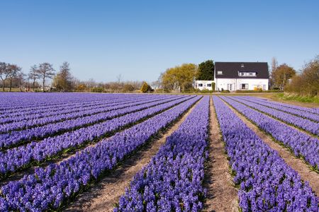 Field of violet flowers - Hyacint. Dutch flower industry. The Netherlandsの写真素材